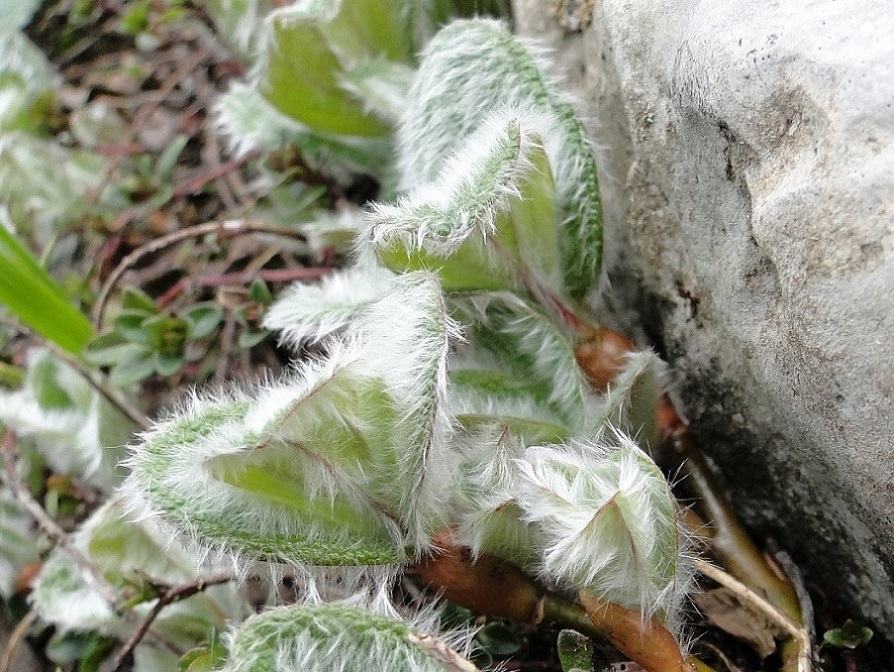 Villosa, irsuta, lanuginosa....: Salix reticulata L.